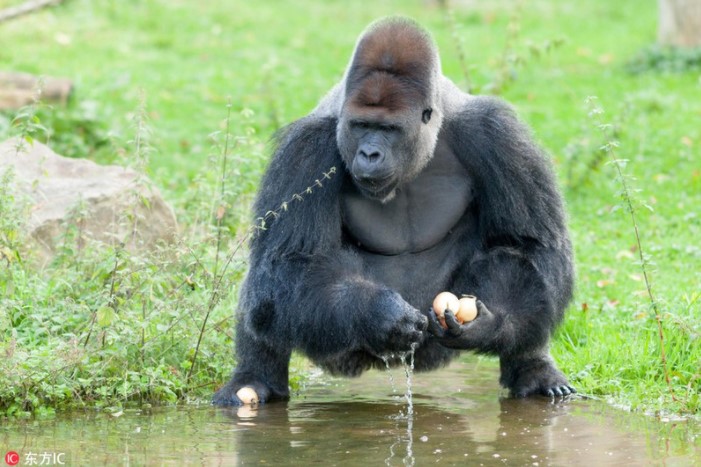 Con khỉ đột đang rửa hành tây bị bẩn trước khi ăn.