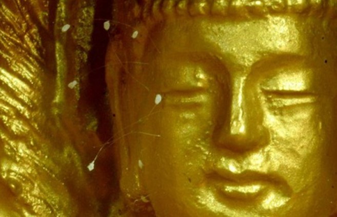 Hoa ưu đàm mọc trên tượng Phật 