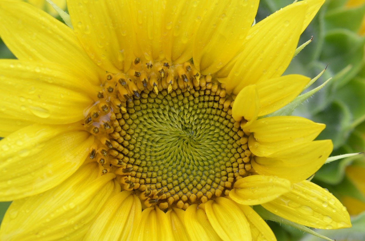 Sự phân bố các hạt hoa hướng dương tuân theo hình xoắn ốc vàng.