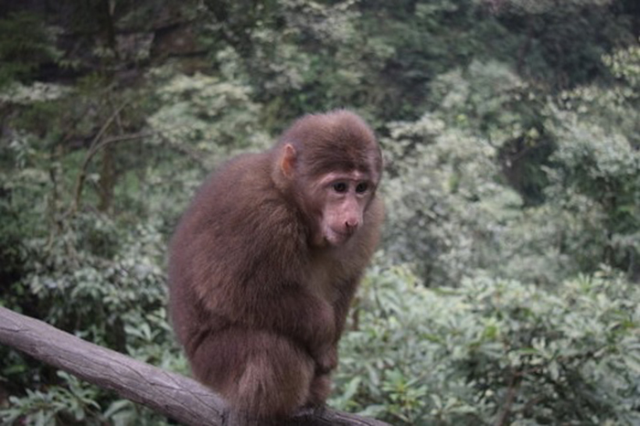 Bầy khỉ trên núi Nga Mi rất thông linh