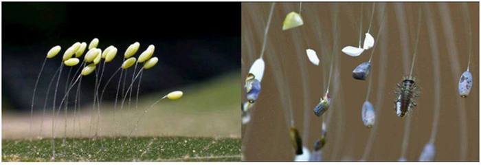 Trứng côn trùng lacewing thường có màu xanh lá cây sáng; đôi khi màu hồng hoặc trắng, hình elip. Sau một vài ngày thì trứng chuyển sang màu xám