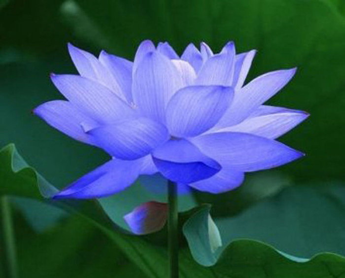 hoa sen xanh; hoa sen xanh Ai Cập; nhân duyên tiền định; nhân duyên là gì; nhân duyên vợ chồng