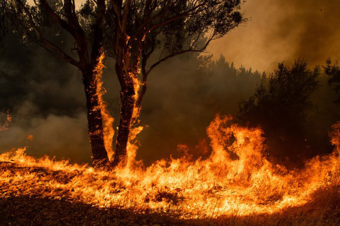 Cảnh cháy rừng ở Úc
