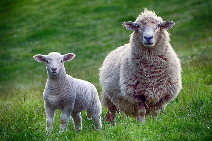 Cừu con giấu dao cứu mẹ; Cừu con tinh nghịch; Cừu con gọi là gì
