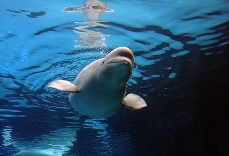 Cá voi trắng Beluga có cái đầu "quả dưa" và toàn thân trắng muốt