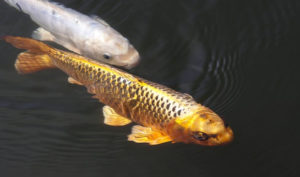 Câu chuyện về cá koi vàng đen: Họa lớn nhất là họa không biết đủ