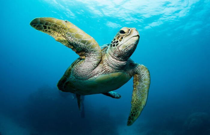 Rùa biển sắp bị thịt thì được cứu mạng, hết lòng báo ơn đầy cảm động!