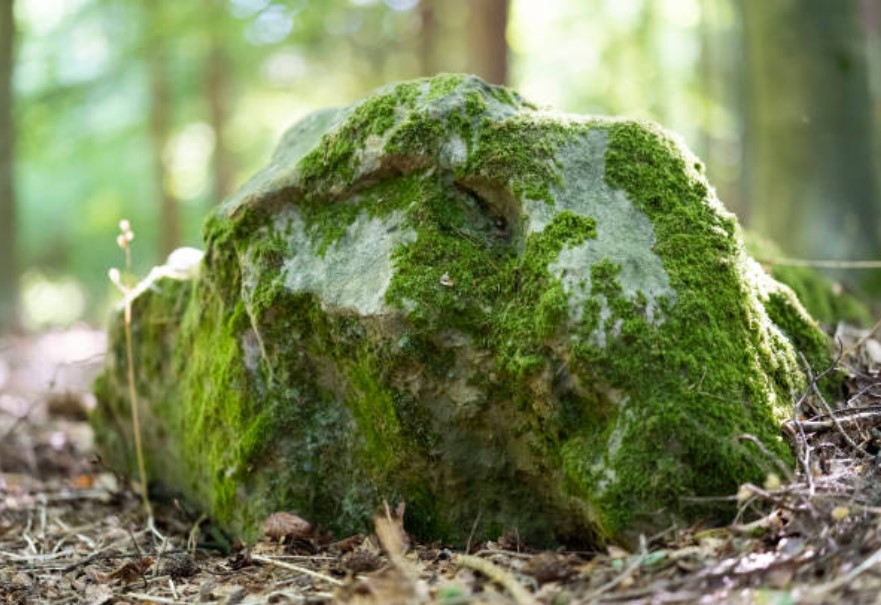 Phiến đá kỳ diệu trong khu rừng bí ẩn