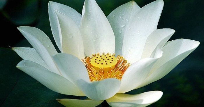 Tướng do tâm sinh, mệnh tùy tâm chuyển
