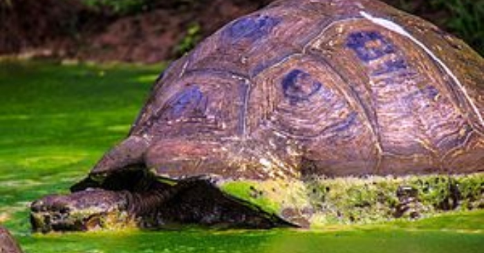 Rùa là một sinh mệnh biểu tượng cho sự trường thọ.