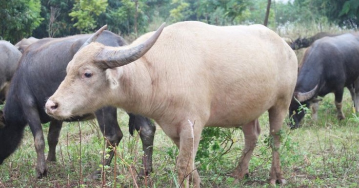 Những con trâu có linh tính