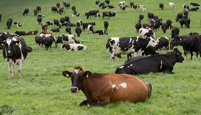 Vụ án những con bò bị giết: những con bò bị UFO bắt cóc; bí ẩn cái chết của afhhgn loạt bò
