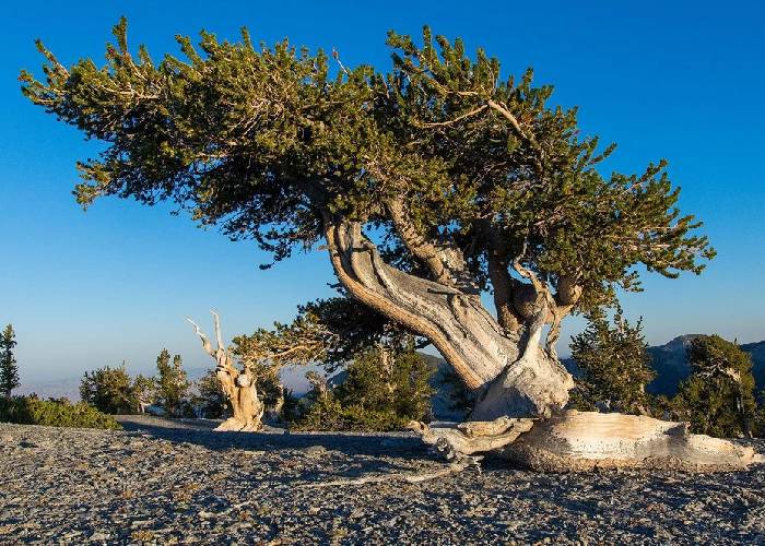 Bristlecone
