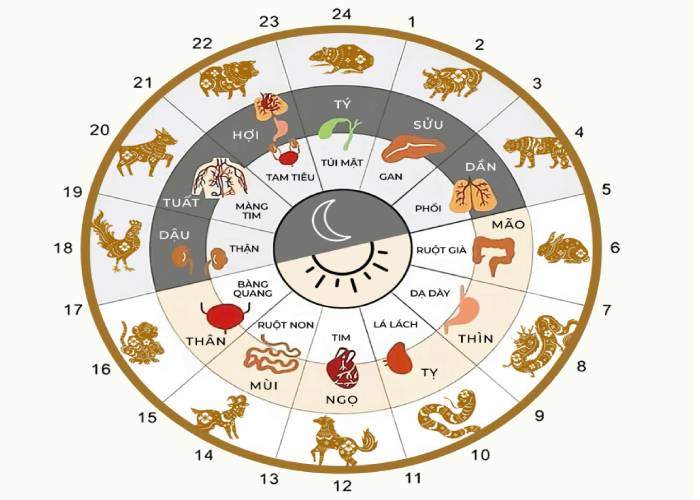 thời gian; canh giờ; dưỡng sinh