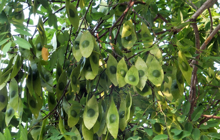 Vạn vật đều có linh