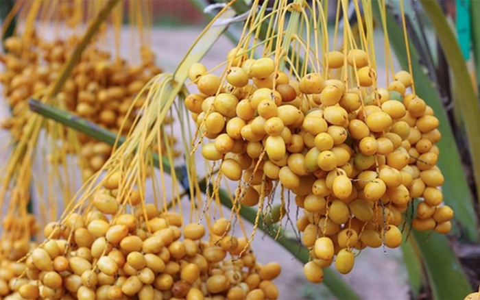 8 lợi ích sức khỏe khi ăn quả chà là