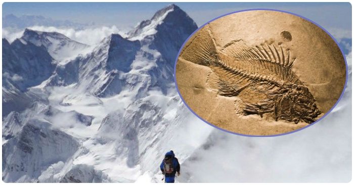 Đi tìm lý do có hóa thạch cá trên đỉnh núi Everest