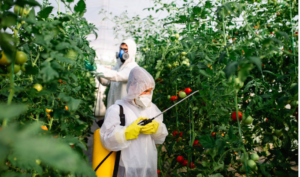 Thuận theo quy luật tự nhiên giúp trồng rau sạch