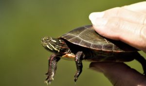 Luật nhân quả: Mất mạng do ăn thịt rùa thiêng