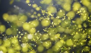 Có phải ánh nắng biết lừa dối?