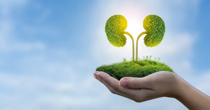 7 thực phẩm giúp bổ thận và ngăn ngừa lão hóa