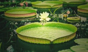 Chốn quan trường: Buông tranh giành, công danh tự đến