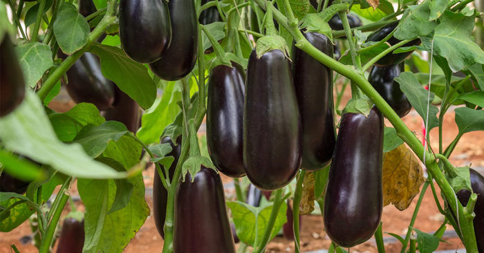 Lợi ích sức khỏe tuyệt vời của quả cà tím