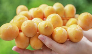 8 lợi ích sức khỏe khi ăn quả chà là