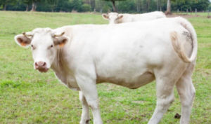 Chú bò trắng là người tái sinh để trả ơn ân nhân