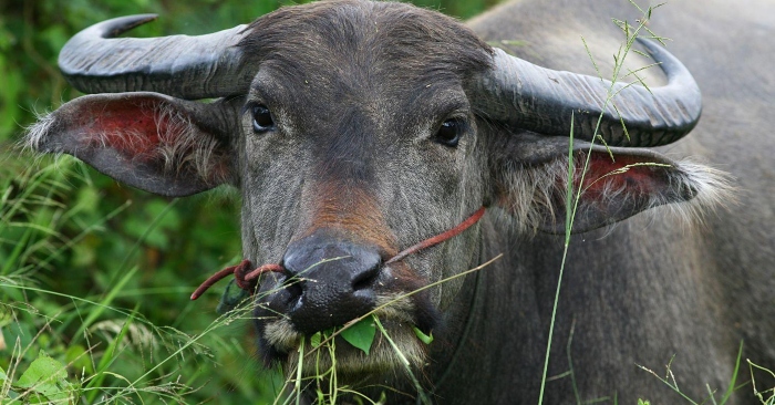 Hai câu chuyện có thật về chịu luật nhân quả báo ứng: Hãm hại người, đến kiếp sau phải đầu thai thành trâu