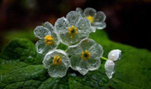 Loài hoa kỳ lạ, cứ gặp mưa là “tàng hình”