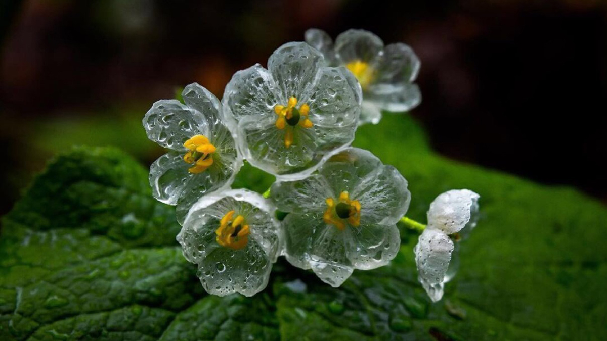Loài hoa kỳ lạ, cứ gặp mưa là “tàng hình”