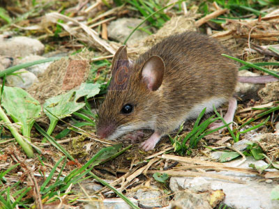 Khi chuột phát triển quá nhiều và ăn hết hoa tre, chúng sẽ chuyển sang tấn công các loài cây khác,