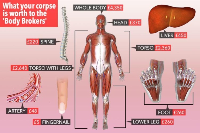 Bảng giá các bộ phận cơ thể người chết