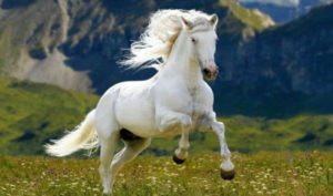 ‘Bạch câu quá khích’ là gì? Khổng Tử thỉnh giáo Lão Tử