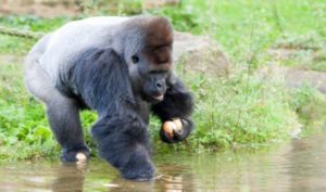 Bí ẩn khoa học: Những con khỉ biết rửa hoa quả và truyền cảm tư duy