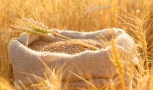 Lý thuyết cọng rơm: Quan trọng là bạn ở bên ai