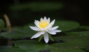 Ngô Ẩn Chi uống nước Tham Tuyền: Gần bùn mà chẳng hôi tanh mùi bùn