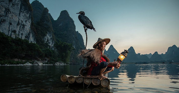 Truyền thống đánh bắt cá bằng chim cốc của người xưa