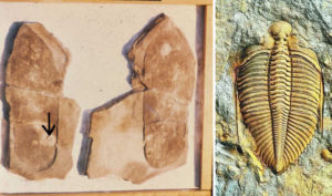 Dấu chân hóa thạch hơn 200 triệu năm: Thuyết tiến hóa là sai lầm?
