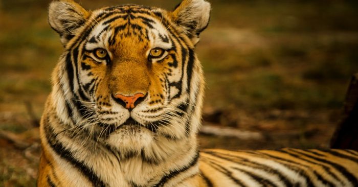 Hổ (Panthera tigris), còn gọi là cọp, hùm, ông 30, khái là một loài động vật có vú thuộc Họ Mèo (Felidae), và là một trong năm loài "mèo lớn" thuộc chi Panthera.[4] Hổ là một loài thú ăn thịt, chúng dễ nhận biết nhất bởi các sọc vằn dọc sẫm màu trên bộ lông màu đỏ cam với phần bụng trắng. Hổ là loài lớn nhất trong họ Mèo và là động vật lớn thứ 3 trong các loài thú ăn thịt (sau gấu Bắc Cực và gấu nâu). Hổ là một trong những loài động vật có biểu tượng lôi cuốn và dễ nhận biết nhất trên thế giới. Chúng nổi bật trong thần thoại và văn hóa dân gian cổ đại, tiếp tục được miêu tả trong các bộ phim và văn học hiện đại, xuất hiện trên nhiều lá cờ, phù hiệu áo giáp và làm linh vật cho các đội tuyển thể thao. Đặc biệt trong văn hóa phương Đông, hổ được mệnh danh là "chúa sơn lâm". Do đó, chúng là biểu tượng quốc gia của nhiều nước như Ấn Độ, Bangladesh, Malaysia và Hàn Quốc.