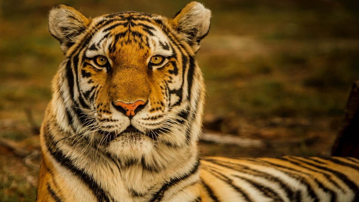 Hổ (Panthera tigris), còn gọi là cọp, hùm, ông 30, khái là một loài động vật có vú thuộc Họ Mèo (Felidae), và là một trong năm loài "mèo lớn" thuộc chi Panthera.[4] Hổ là một loài thú ăn thịt, chúng dễ nhận biết nhất bởi các sọc vằn dọc sẫm màu trên bộ lông màu đỏ cam với phần bụng trắng. Hổ là loài lớn nhất trong họ Mèo và là động vật lớn thứ 3 trong các loài thú ăn thịt (sau gấu Bắc Cực và gấu nâu). Hổ là một trong những loài động vật có biểu tượng lôi cuốn và dễ nhận biết nhất trên thế giới. Chúng nổi bật trong thần thoại và văn hóa dân gian cổ đại, tiếp tục được miêu tả trong các bộ phim và văn học hiện đại, xuất hiện trên nhiều lá cờ, phù hiệu áo giáp và làm linh vật cho các đội tuyển thể thao. Đặc biệt trong văn hóa phương Đông, hổ được mệnh danh là "chúa sơn lâm". Do đó, chúng là biểu tượng quốc gia của nhiều nước như Ấn Độ, Bangladesh, Malaysia và Hàn Quốc.