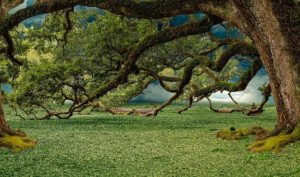 Đời sống thực vật: Thực vật có tư duy vượt trội con người