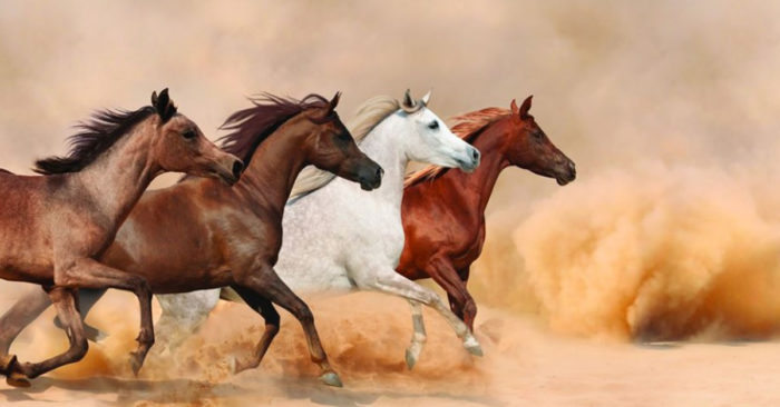 Thế gian có 4 loại ngựa, chúng sinh có 4 loại căn cơ