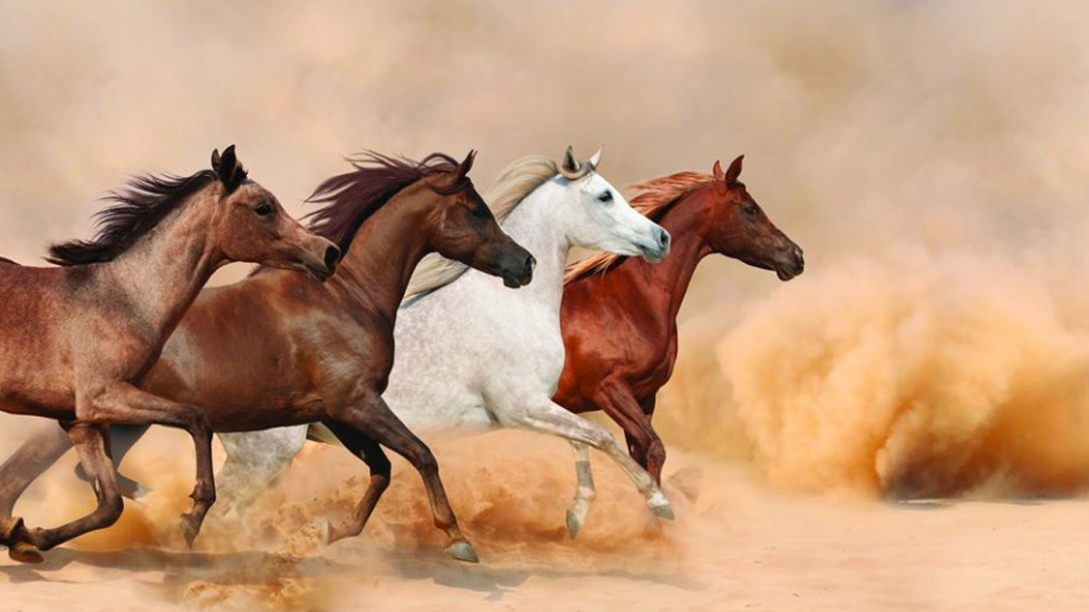 Thế gian có 4 loại ngựa, chúng sinh có 4 loại căn cơ