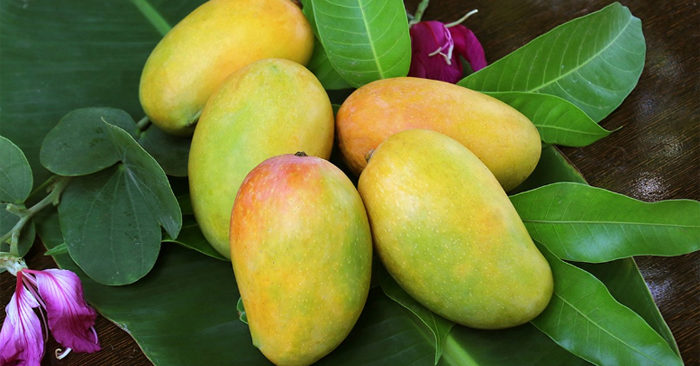 Trái xoài tốt cho hệ tiêu hóa và não bộ