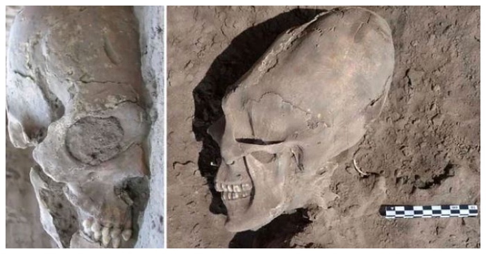 Hộp sọ dài với hai răng cửa nhọn, còn răng nanh lại bằng được tìm thấy ở làng Onavas – Tây Bắc Mexico vào năm 2012 (ảnh: Genk).